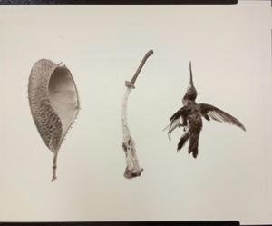 Image of Specimens Portfolio