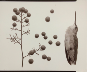 Image of Specimens Portfolio