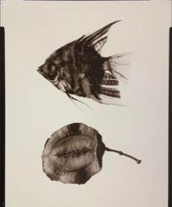 Image of Specimens Portfolio