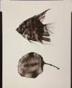 Image of Specimens Portfolio